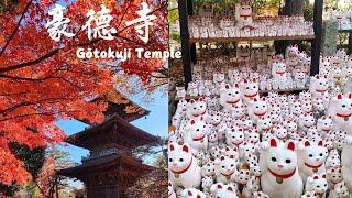 東京最可愛的寺廟|成千上萬隻招福貓爲你招來好運The cutest temple in Tokyo | Thousands of beckoning cats bring you good luck