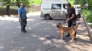 Дрессировка агрессивно возбудимых собак, Зайт 3