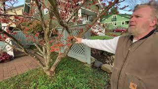 How to Prune Hamamelis Trees  - Seattle Arborist Chip Kennaugh