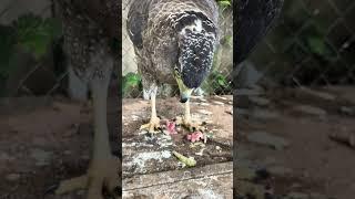 #Hawk #Eagle #Owl #Wildlife #Animal #EagleHawkOwl hawk vs snake, Owl vs snake fight, Eagle Vs Snake,