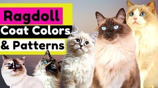 Learn About the Types of RAGDOLL Coat Colors, Patterns and Variations!