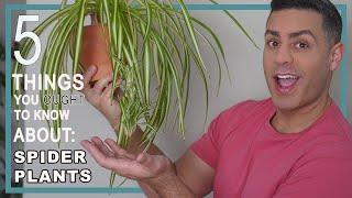 5 Things You Ought To Know About Your Spider (Chlorophytum Comosum) Plant. Houseplant Crucial Care!