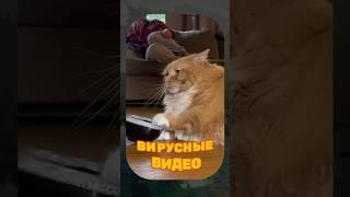 ВИРУСНЫЕ ВИДЕО / Автомат с сосисками 