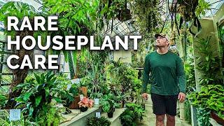 Secret Houseplant Care Tips From a Master Houseplant Grower