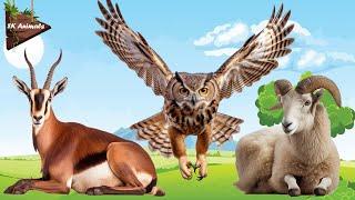 Captivating Animal Videos with Authentic Sound Effect: Oryx Gazella, Owl, Goat, Seal, Axolotl