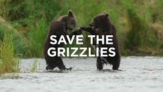 Save The Grizzlies | Sierra Club Video