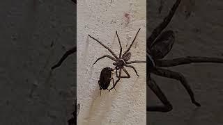 spider ️ v s cockroach 🪳