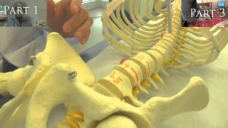 Lumbar spine 360 fixation. Dr. Artis Gulbis. Part 2