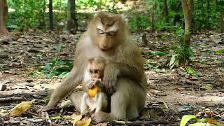 Cute baby Monkey l Family Rose Monkeys l Love Monkeys