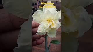 Yellow Adenium/Yellow Desert Rose/Desert Rose/Chennai Homemaker Plants #shorts