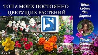 ТОП 5 РЕЙТИНГ МОИХ ПОСТОЯННО ЦВЕТУЩИХ РАСТЕНИЙ 4К