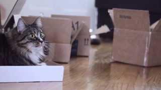 Cat LOVES boxes!