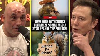 New York Did WHAT To A Pet Squirrel? #justice4peanut | Joe Rogan & Elon Musk