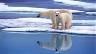 save the Polar bears  before it to late