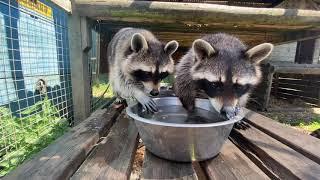 Raccoons Play With Bubbles- Hopefield Animal Sanctuary