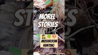 Morel Mushrooms  Spring!! #MORELS #mushroom #fungi  #alabama #new #fyp #fypp #nature #harvest #usa