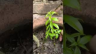 Allamanda Plant Propagation