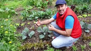  Tour of the Garden - TIPS to grow: Lettuce, Cabbage, Garlic, Beans...