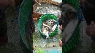 Huge Carp Fish #fish #fishviralvideo #fishingvideo