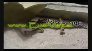 Gecko leopardo comiendo.wmv