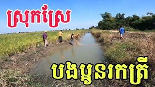 បង់ត្រីធ្វើម្ហូបតាមវាលស្រែ / Grilling Fish and Cooking in the Rice Fields