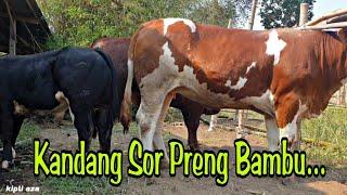 Kandang Sor Preng Bambu Sapi Unik