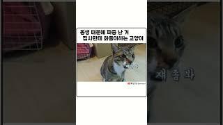 자기편 안 들어준다고 화내는 고양이