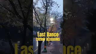 마지막 댄스를 멋지게 벚꽃엔딩 스토리Ladt Dance #CherryBlossoms