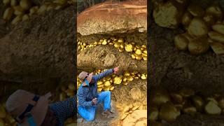 Amazing Mining Huge Gold Underground #treasuresearching #treasure