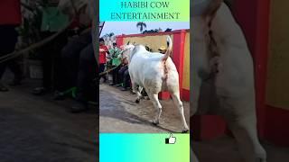 [huge cow running ] from garib nawaz dairy farm habibi cow entertainment|| #cow #shorts