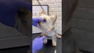 Yorkie Face ️ #yorkie #yoryorkie #doggroomingtips #doggroominglife #dogs