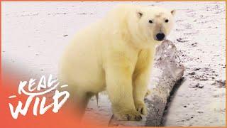 Life With Polar Bears In The Frozen Arctic | Polar Bear Alcatraz | Real Wild