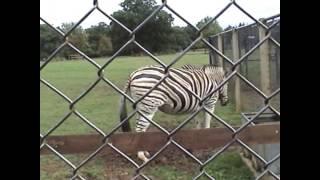 Chapman's Zebra at Cotswold Wildlife Park