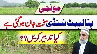 How to control Rice Leaf Folder as it has become resistant || Crop Reformer