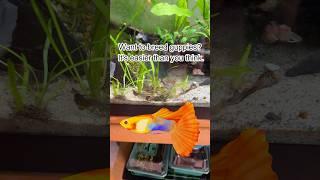 The Ultimate Guide to Guppy Breeding Success
