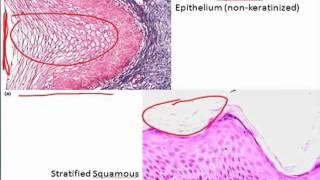 Epithelium in Under 10 minutes