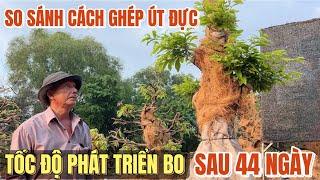 Chú Sáu Bình Dương đánh giá cách ghép vườn Út Đực xem bẻ kẽm & tốc độ phát triển bo ghép sau 44 ngày