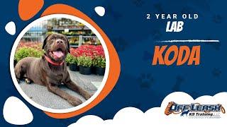 Lab Training Roanoke | Roanoke Dog Training Video