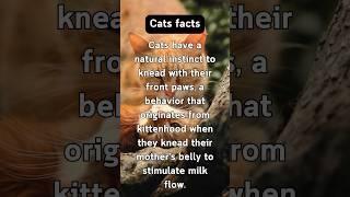 Whimsical Cat Facts #behavior #behavior, #pets, #fun