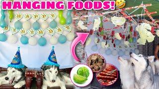 We Hang Foods And Play! | Happy Birthday Juno & Doz! | Husky Pack TV