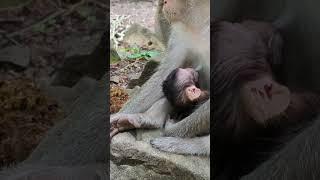 #monkey #shorts