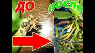 Здоровые Корни ОРХИДЕИ и Цветы в 2 ШАГА. #орхидеяуход#pt