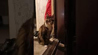 Жан Клод Ван Лорди Некуда Бежать#подпишись #приколы #прикол #юмор #кот #cat #шортс #shorts #humor