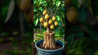 From Stump to Harvest: Mango Tree Magic! 