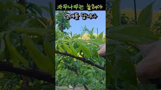 자두나무 눞혀야 열매 답니다