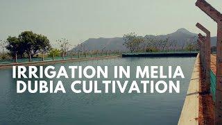 IRRIGATION IN MELIA DUBIA CULTIVATION & MALABAR NEEM FARMING