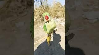 This is a my Miya mithu parrot 