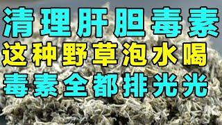 清理肝胆多年毒素，只需这种野草泡水喝，养肝胆除湿热超有效【健康大诊室2024】