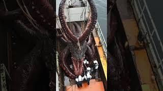 Giant Sea Monsters Caught by Fishermen! #GiantSeaCreatures #FishingDiscoveries #OceanMysteries