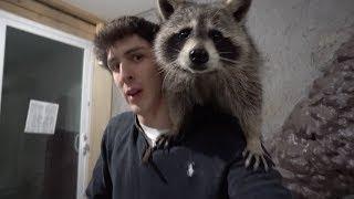 Tito the Raccoon is no longer with us...